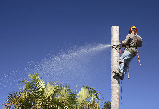 Best Arborist Consultation Services  in Dublin, CA