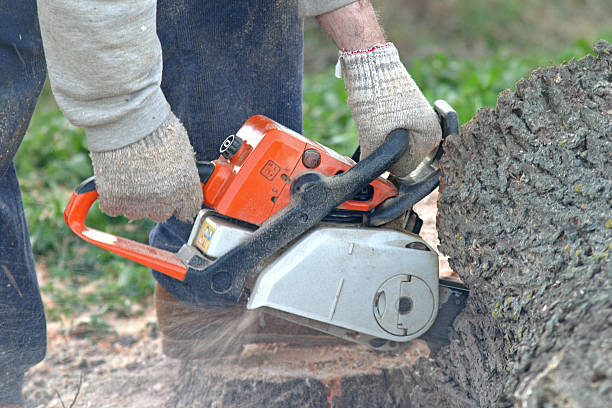 Best Tree and Shrub Care  in Dublin, CA